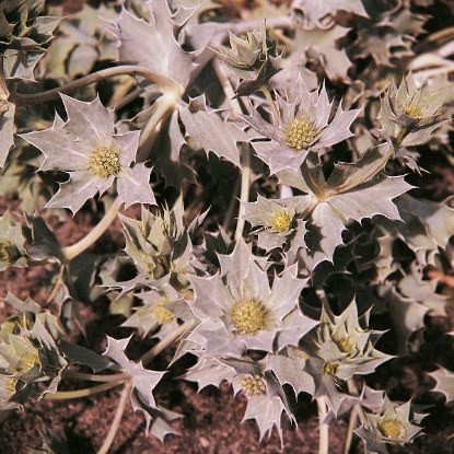 Picture of Herb Seaholly (Eryngium Maritimum)